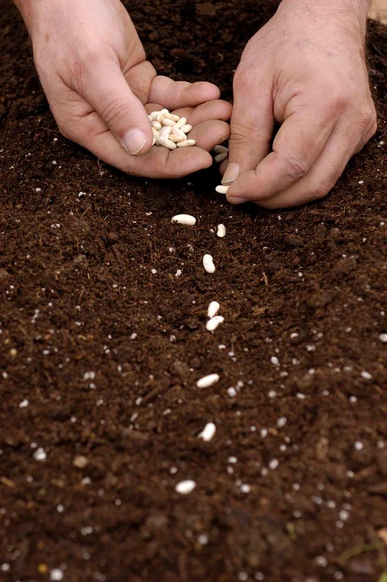 planting-seeds.jpg